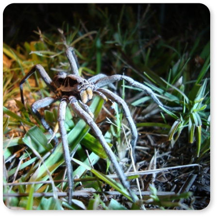 Imagen de la Araña Lobo de Vientre Negro