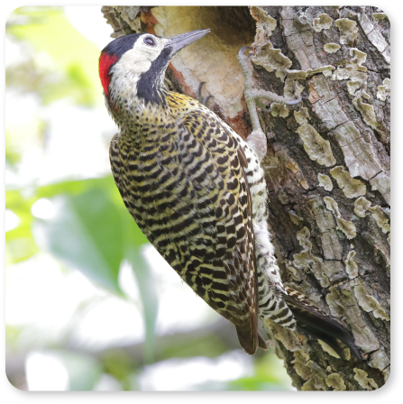 Imagen del pájaro carpintero