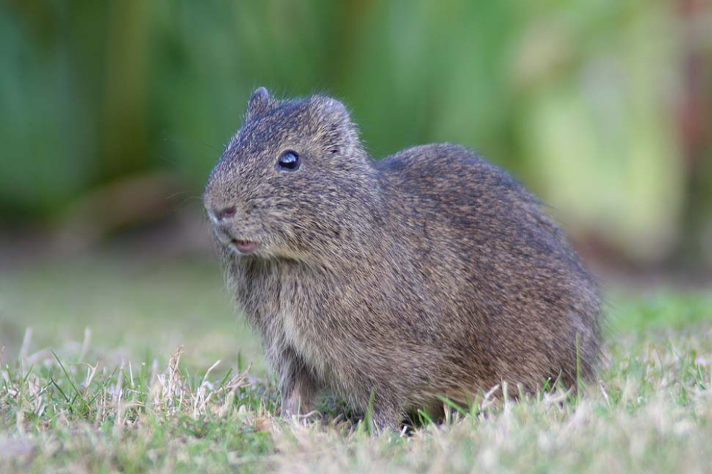 Imagen de la fauna de la reserva