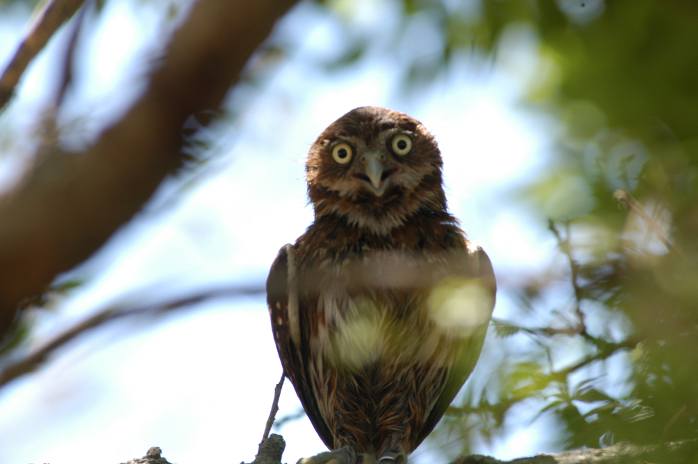 Imagen de la fauna de la reserva